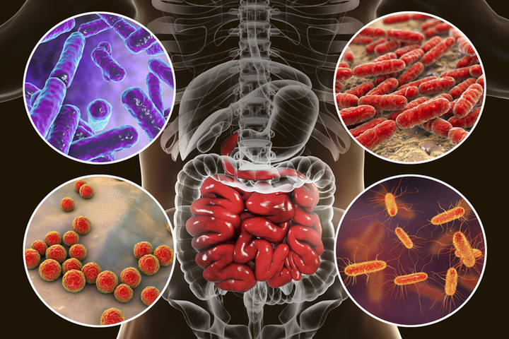Probiotici e prebiotici: cosa sono e a cosa servono?